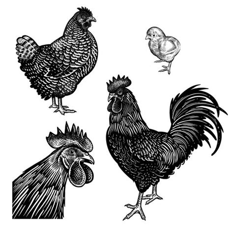 Black Cock Pictures